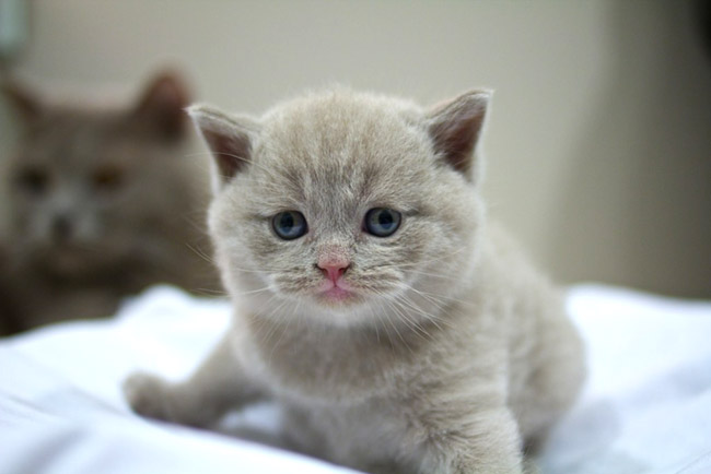 Petit chat gris clair
Little light gray cat
© Photo under Copyright